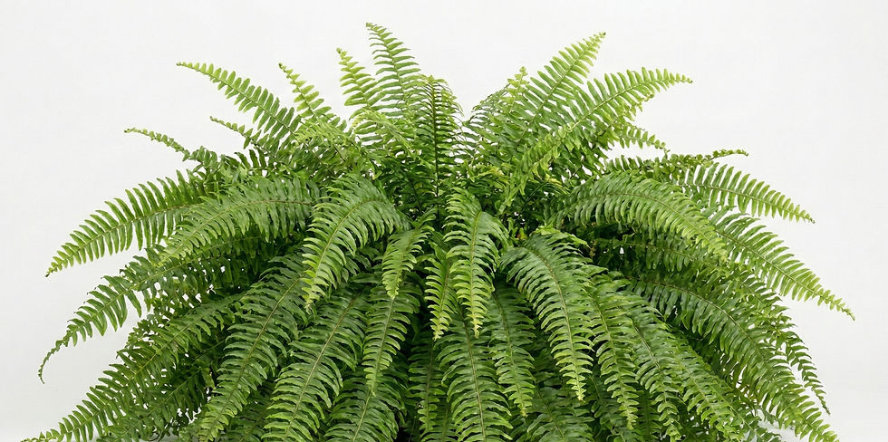 เฟิร์นบอสตัน (Boston Fern)
