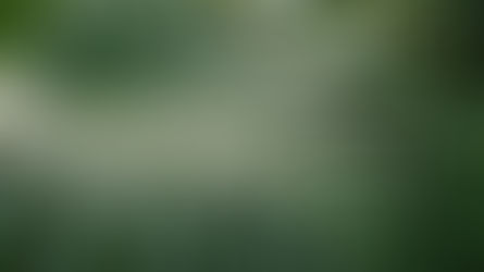 ไขปริศนา: “ทำไมใบมอนสเตอร่าต้องมีรู?”