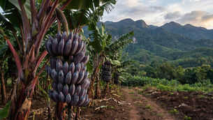 เจาะลึกสุดเปลือก! “กล้วยน้ำว้าดำ” (Nam Wa Dam) อัญมณีสีนิลแห่งวงการกล้วย: กล้วยแปลกหายาก! รสล้ำ สรรพคุณเลิศ ปลูกประดับสวนก็ปัง