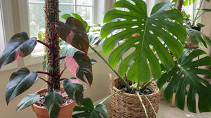 Pet-Friendly Guide: พืชอันตรายที่ทาสต้องเลี่ยง พร้อมไอเดียจัดสวนที่ปลอดภัยให้กับน้องๆ 🏡