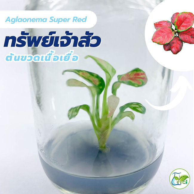 Tissue Culture Plants ต้นทรัพย์เจ้าสัว อโกลนีมา ซุปเปอร์เรด