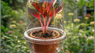 Tissue Culture Acclimatization Guide: Basic Care Guide from Thai Tissue 