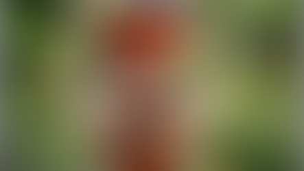 คู่มือการอนุบาลไม้เพาะเลี้ยงเนื้อเยื่อ: ขั้นตอนและวิธีการดูแลเบื้องต้นจาก Thai Tissue