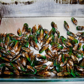 Cods & Crays Kaikoura