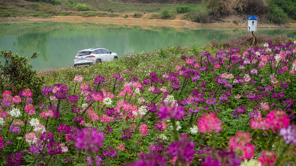 Cùng Toyota Corolla Cross hybrid khám phá thảo nguyên Đồng Lâm cách Hà Nội 130km