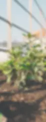 Devlin.webp