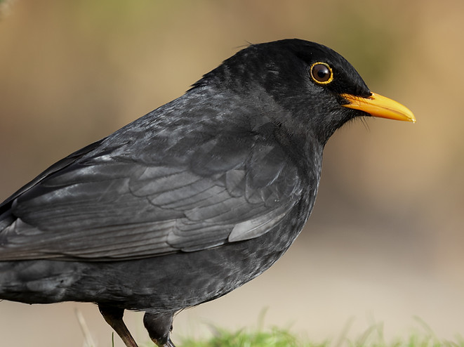 beautiful-shot-blackbird-field-forest.jpg