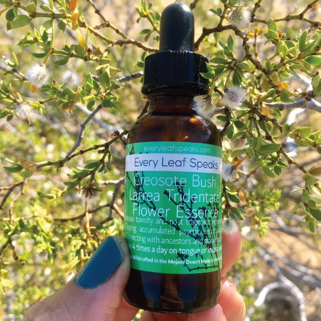 CREOSOTE BUSH - LARREA TRIDENTATA FLOWER ESSENCE in Brandy