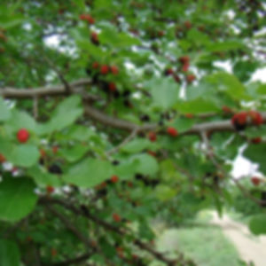 Black mulberry / Gelso nero