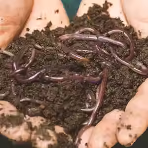 The Quiet Heroes of Regenerative Agriculture: Earthworms, Microbes, and Compost Worms