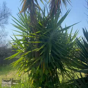 Lino parla di Difese Caratteriali