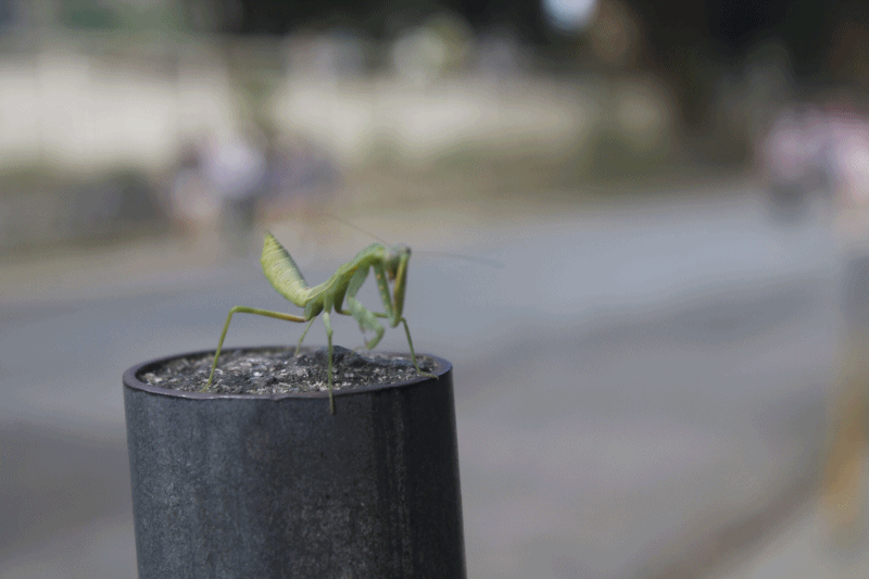 praying mantis