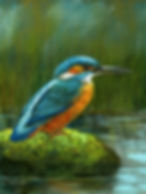 Kingfisher IV
