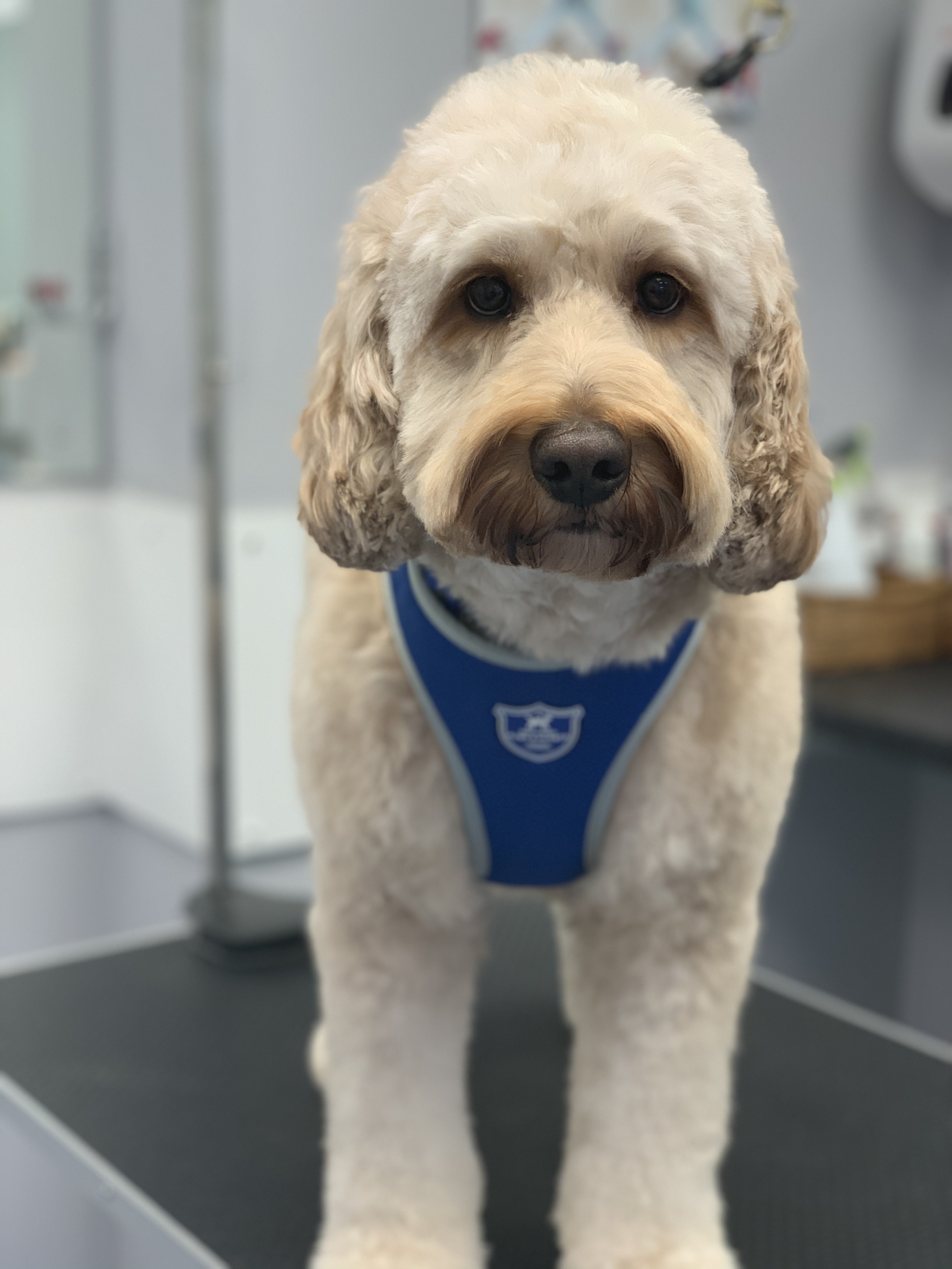 Dappa Dog Grooming Waterlooville