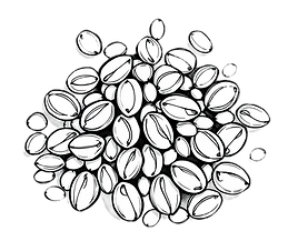 vector of dense sesame seeds animated like sketch png.png