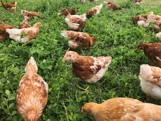 7 week old chickens enjoying the grass