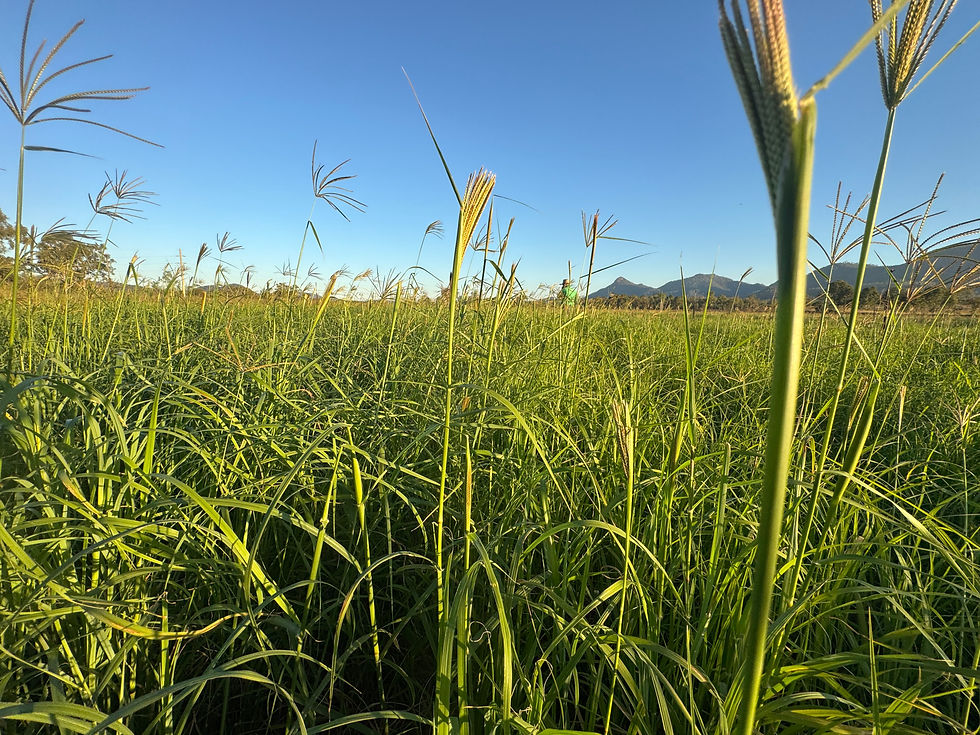Rhodes Grass