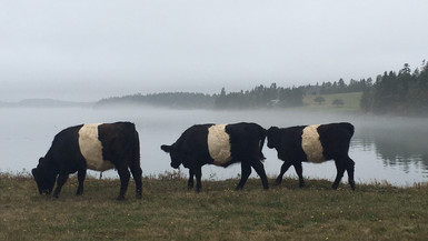 Belties