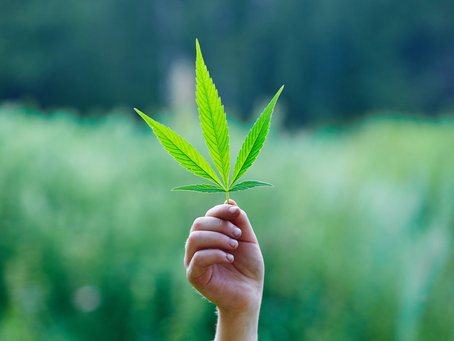 The Ultimate Guide to Cannabis Strains: Combo 5 - Nature's Remedy Collection