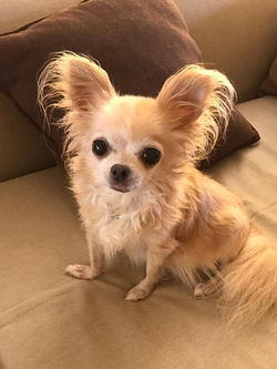 21146197_10155453259220180_1435830438_o