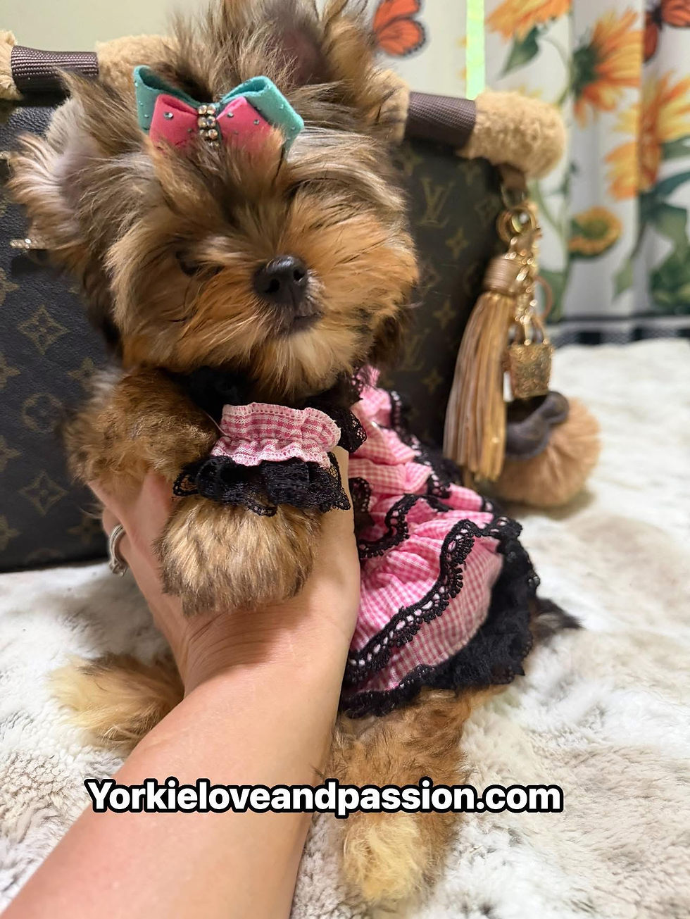 Thumbnail: Babydoll sable female 