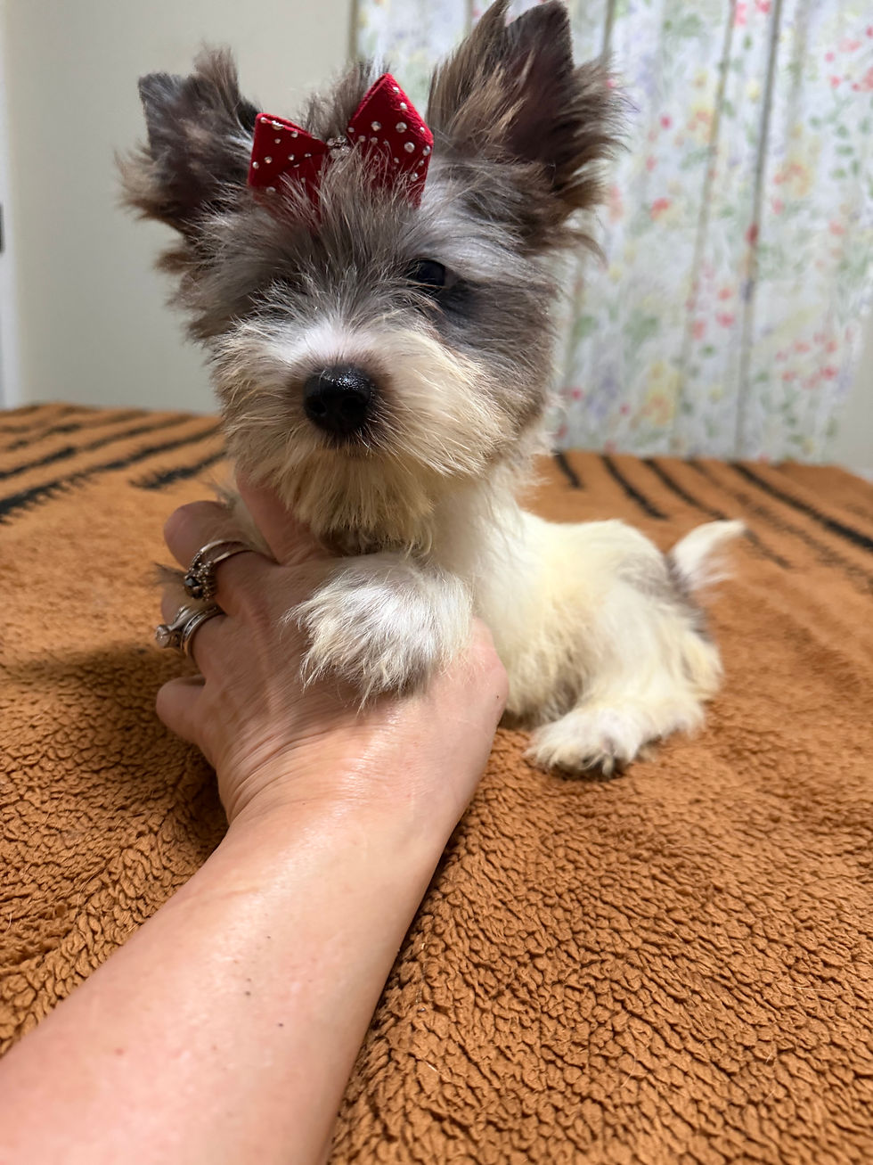 Thumbnail: Blueberry female 