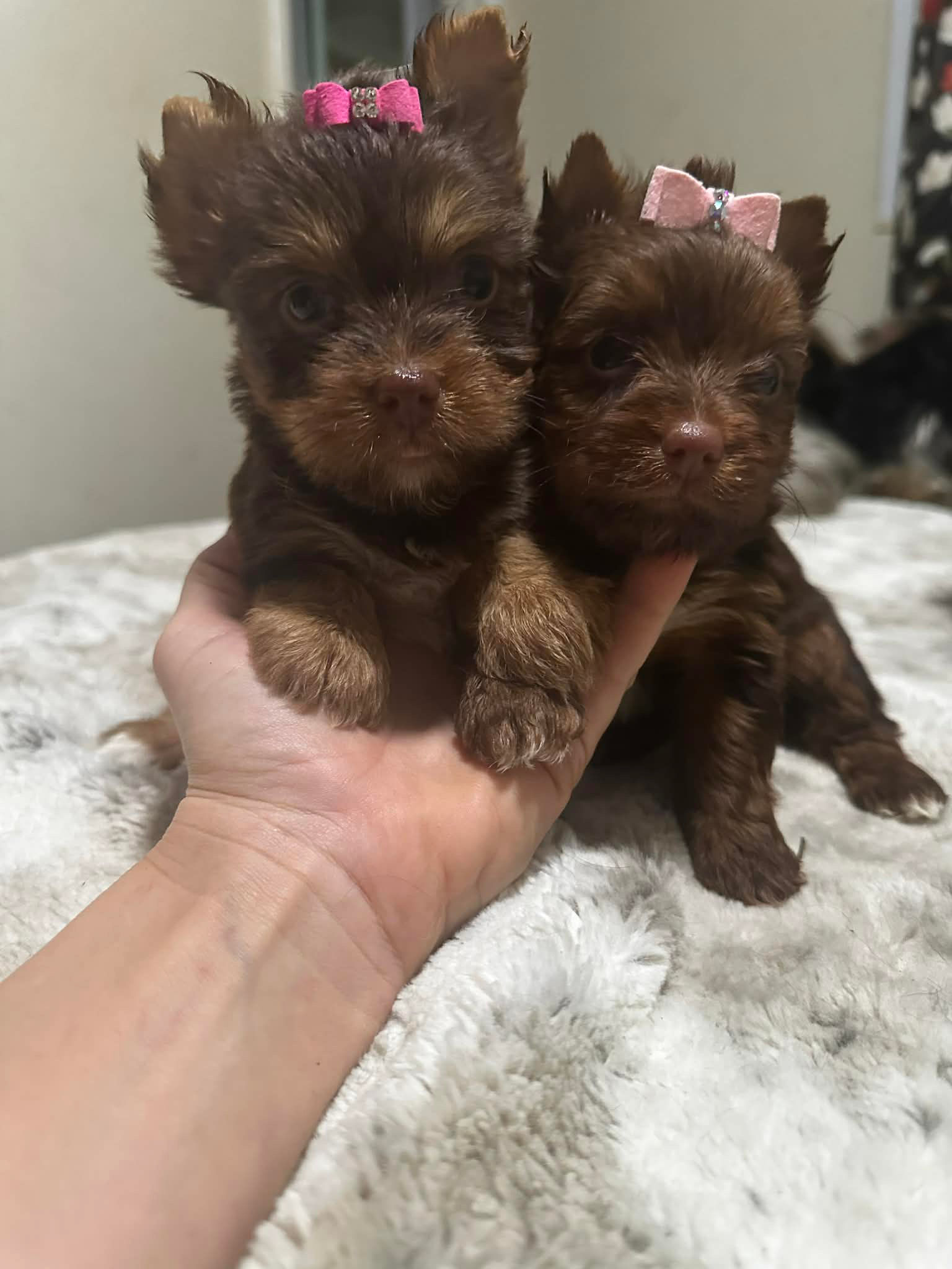 Chocolate females 