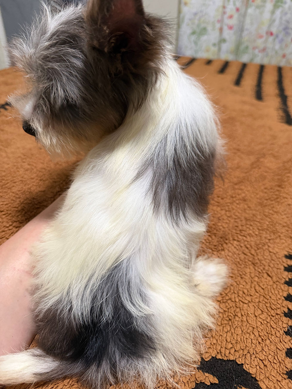 Thumbnail: Blueberry female 