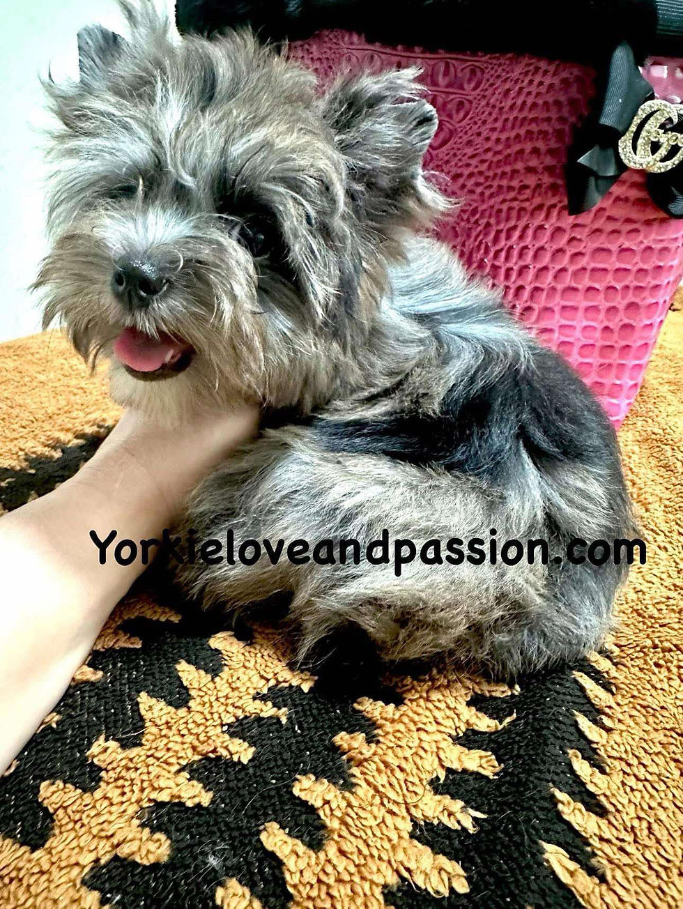 Thumbnail: Black Merle female *reserved*