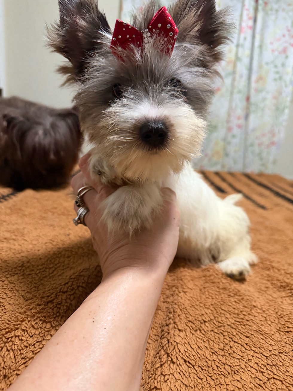 Thumbnail: Blueberry female 