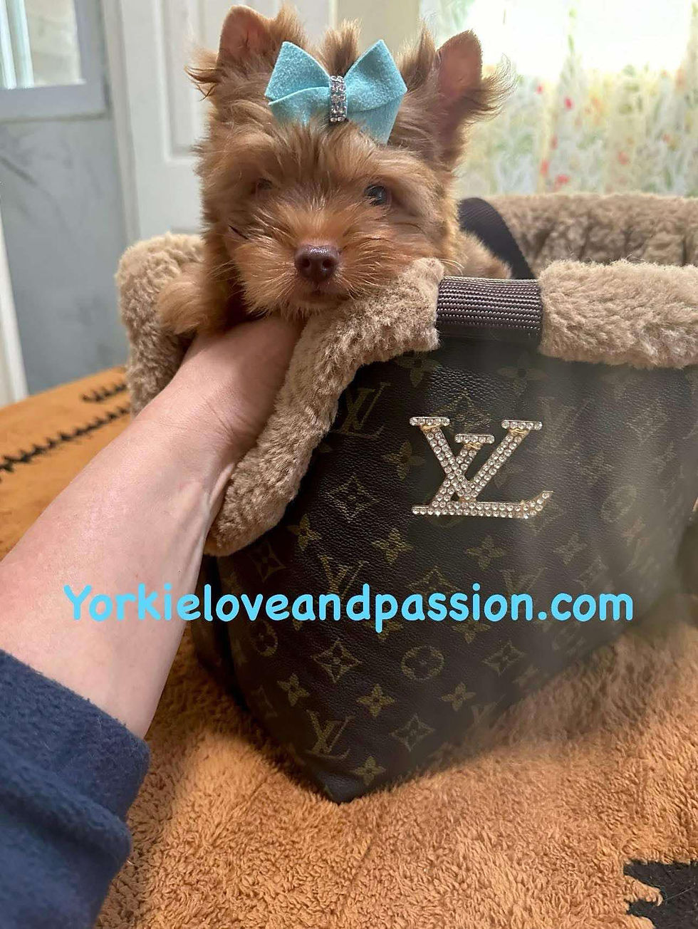 Thumbnail: Chocolate Merle male 