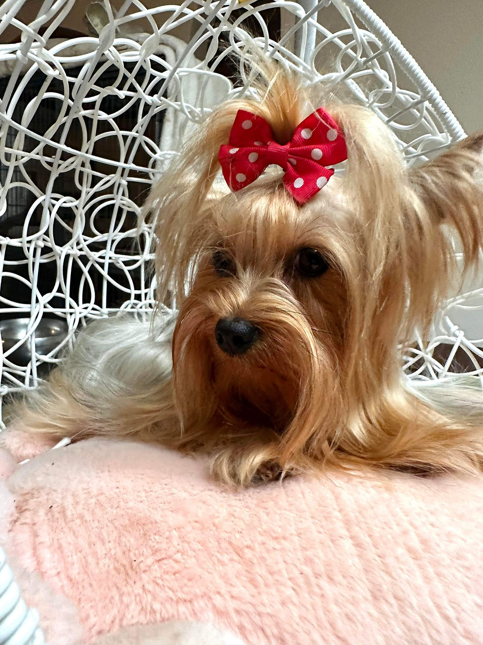 Pensacola Yorkies Yorkie Love and Passion 3/8