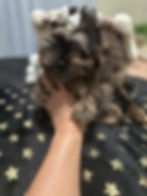 Thumbnail: Black Merle male *today only *