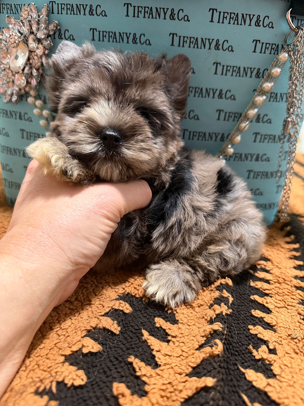 Thumbnail: Silver Merle male one blue eye *reserved*