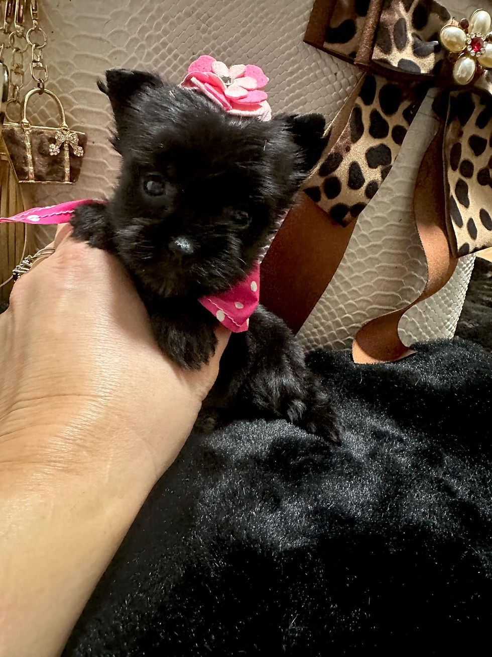 Thumbnail: Tiny black female *reserved* 