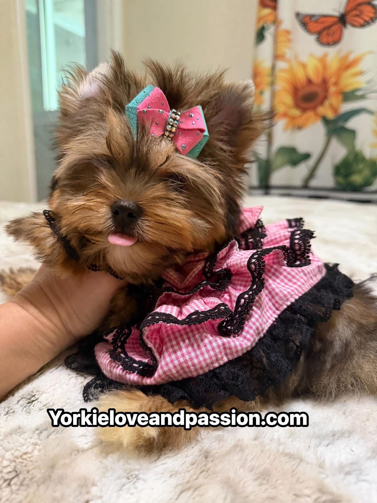 Babydoll sable female 