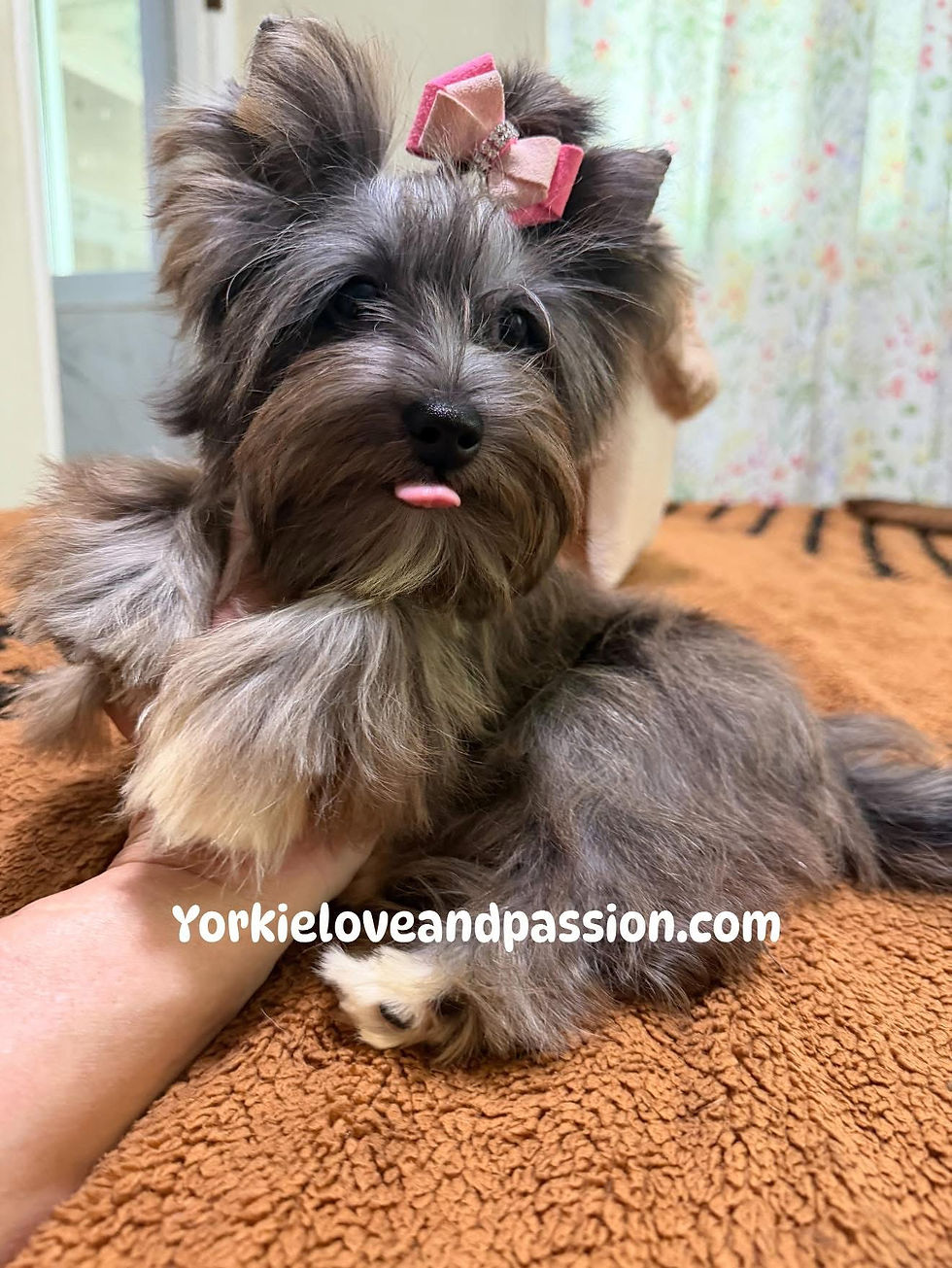 Thumbnail: Black Merle tweed female 