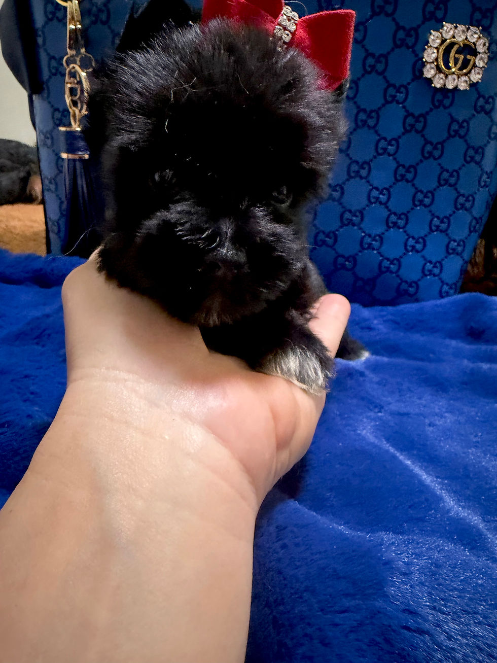 Thumbnail: Extremely small black female *reserved* 