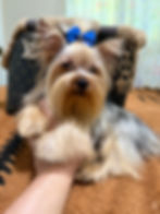 Thumbnail: Small Traditional male 