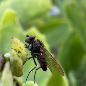 macro