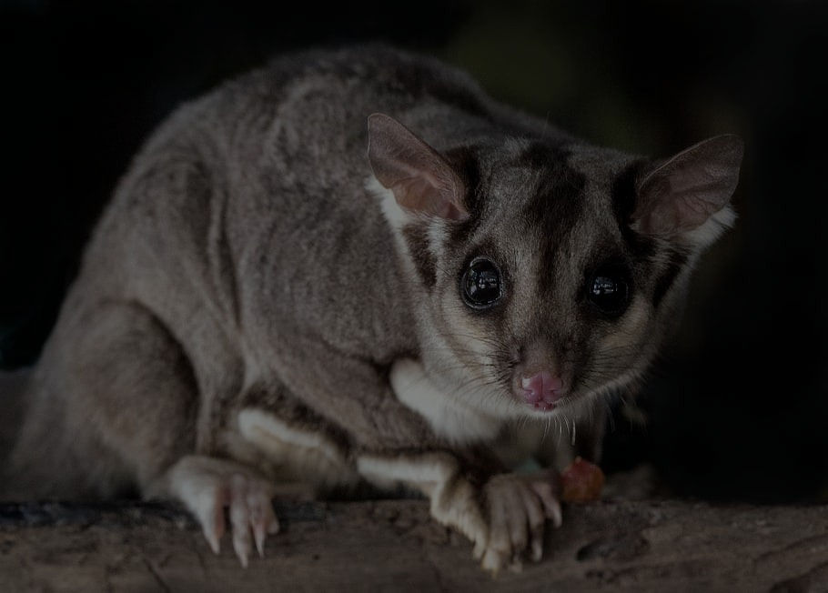 animal-marsupial-mammal-wildlife_edited.jpg
