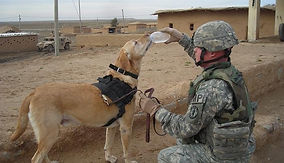 Military Working Dog Adoption
