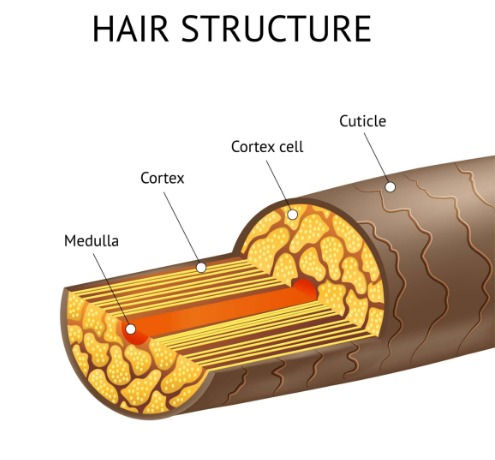 Hair structure 