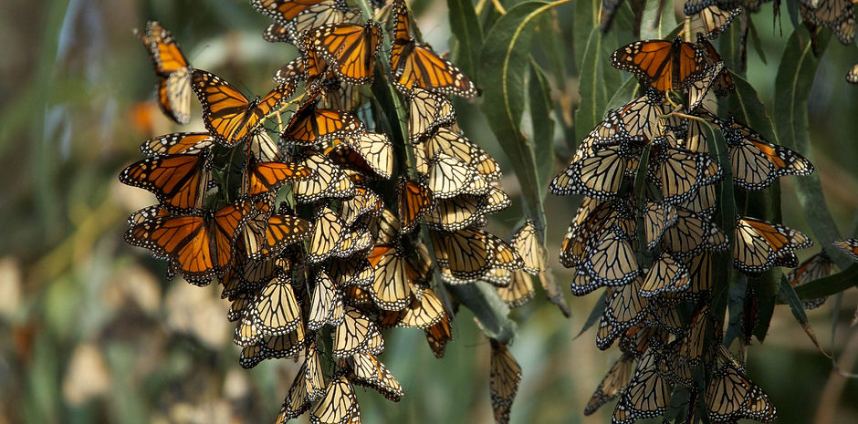 big-monarch-butterfly-population.jpg
