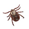 tick.png