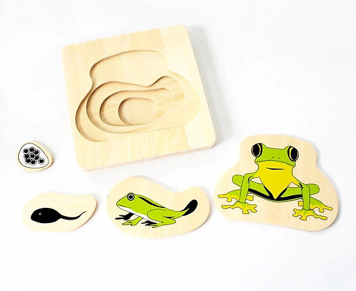Montessori Frog Life Cycle Puzzle