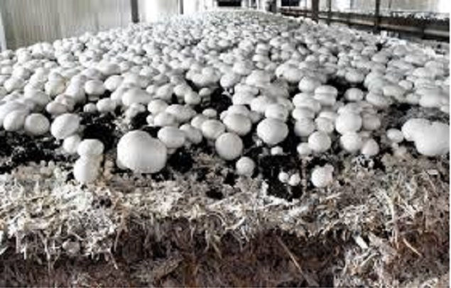 Thumbnail: Mushroom Compost 1MT