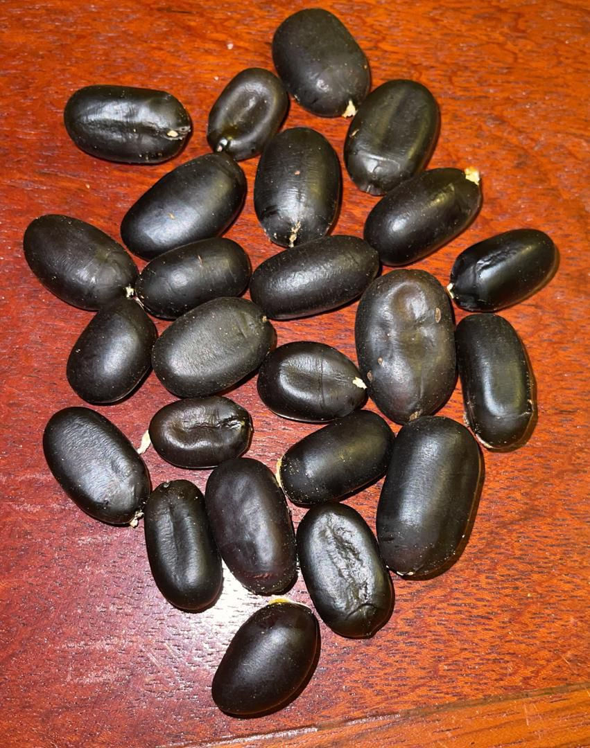 kachnar SEEDS 100gm