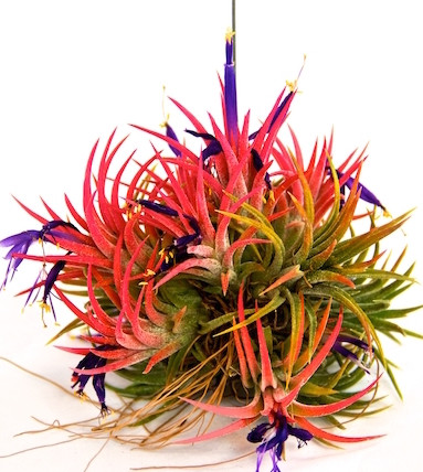 Ionantha Mexicana Balls | EmeraldAirPlants.com