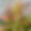Thumbnail: Himaloula